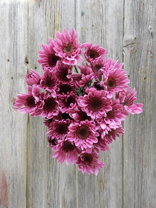 AMAZE NOVELTY LAVENDER POMPONS